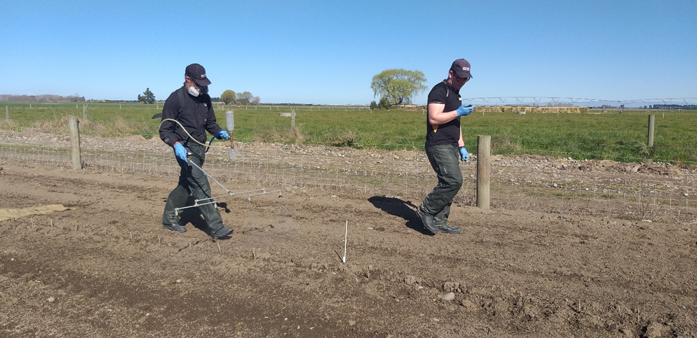 Planting year herbicide trial for Blackcurrants